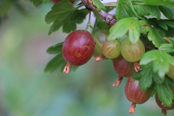 Fruit Bushes - Preston Bissett