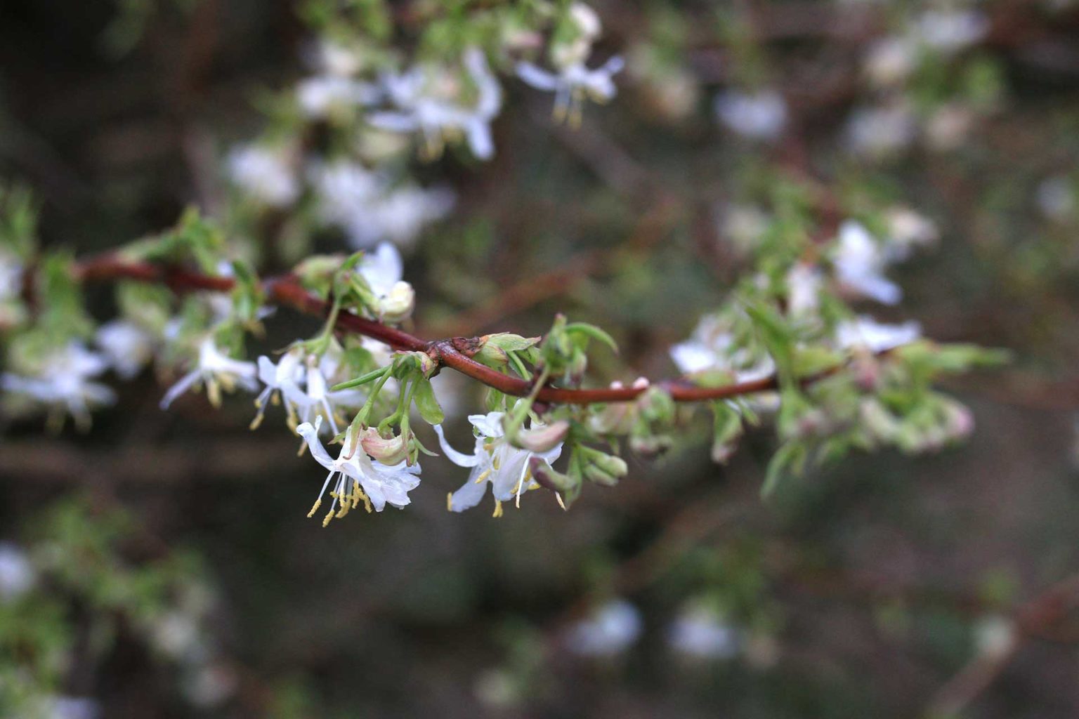Preston Bissett Nurseries and Country Shop