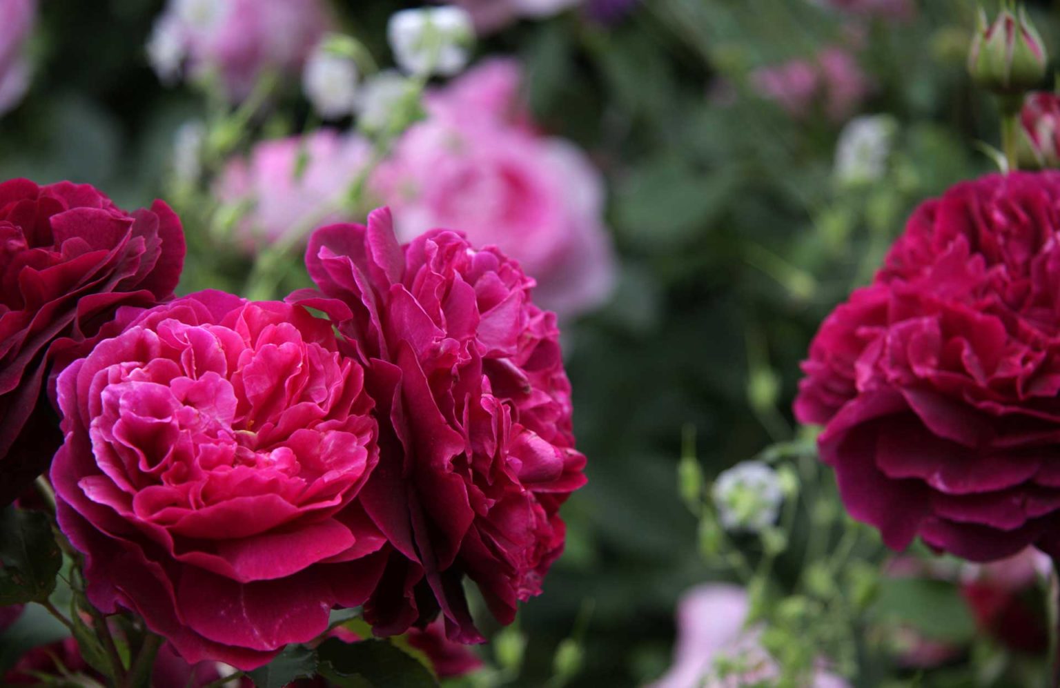 Preston Bissett Nurseries and Country Shop