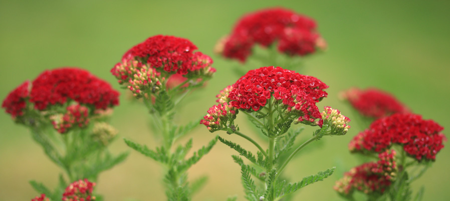 Image-June Gardeners Calendar achilliia_georgia-5385
