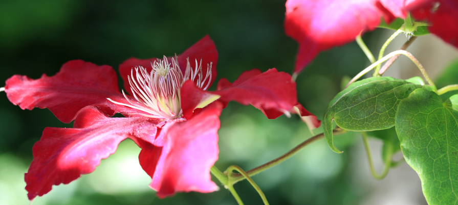 July Gardeners Callendar_3044
