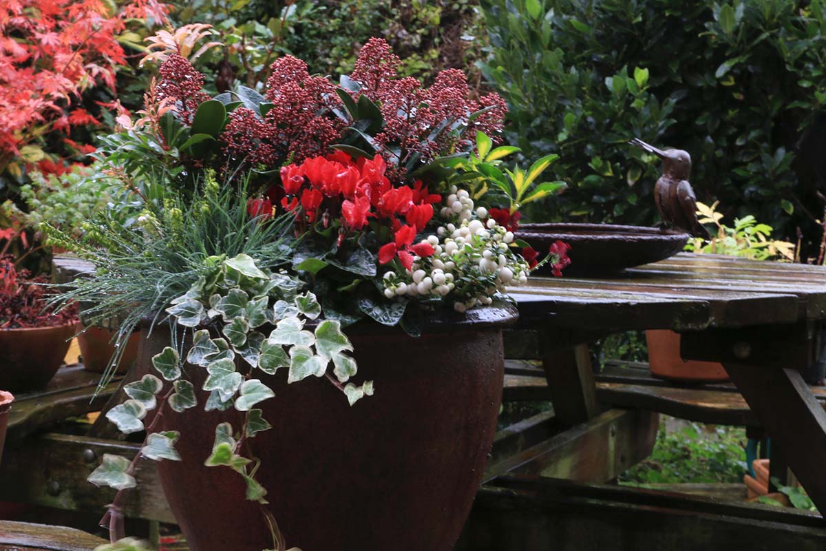 Autumn-hardy_6684