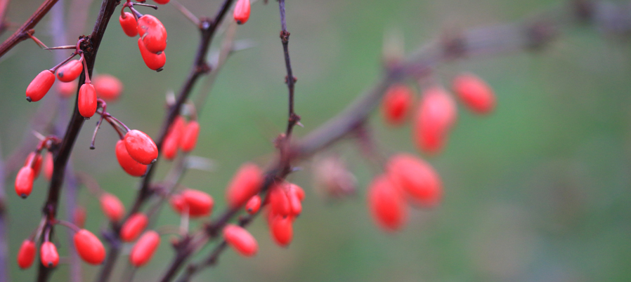 November-gardenders-calendar_8174(540)