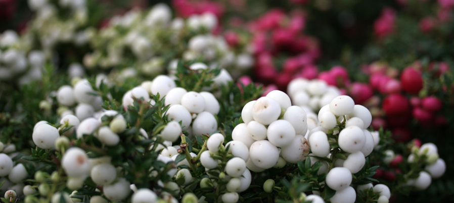 December-Pernettya 140