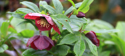 Early_Spring_new-Hellebore_7425