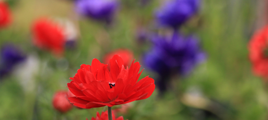 banner Anemone-Harmony_7041