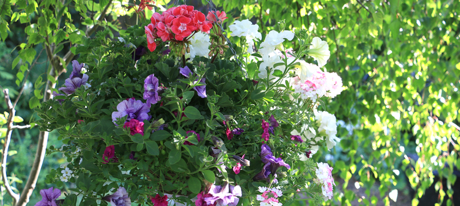 Hanging+basket_banner-2020(373)