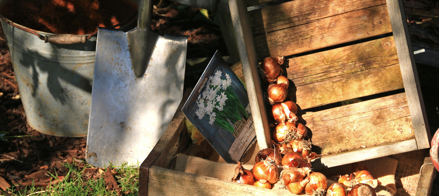 Blog Bulbs_8677